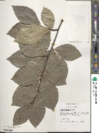 Fagus orientalis image