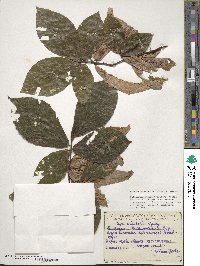 Fagus orientalis image