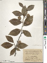 Fagus orientalis image