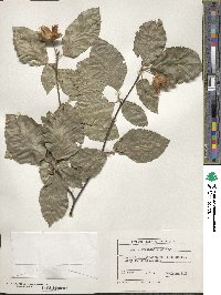 Fagus orientalis image