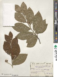 Fagus orientalis image