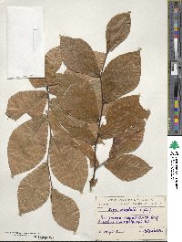 Fagus orientalis image