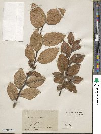 Fagus orientalis image