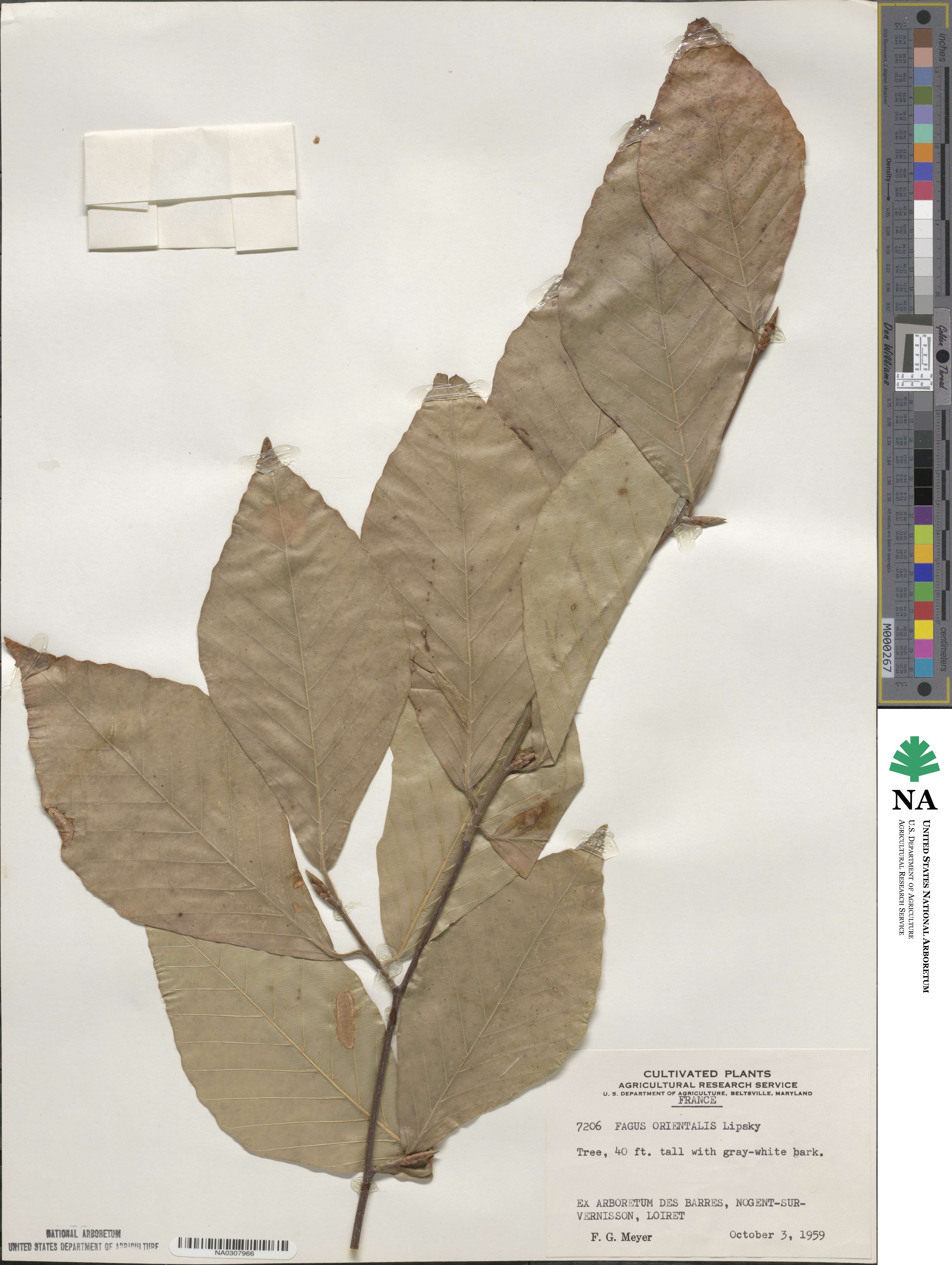 Fagus orientalis image