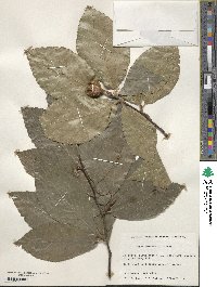 Fagus orientalis image