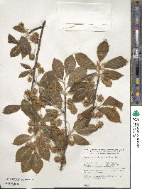 Fagus orientalis image