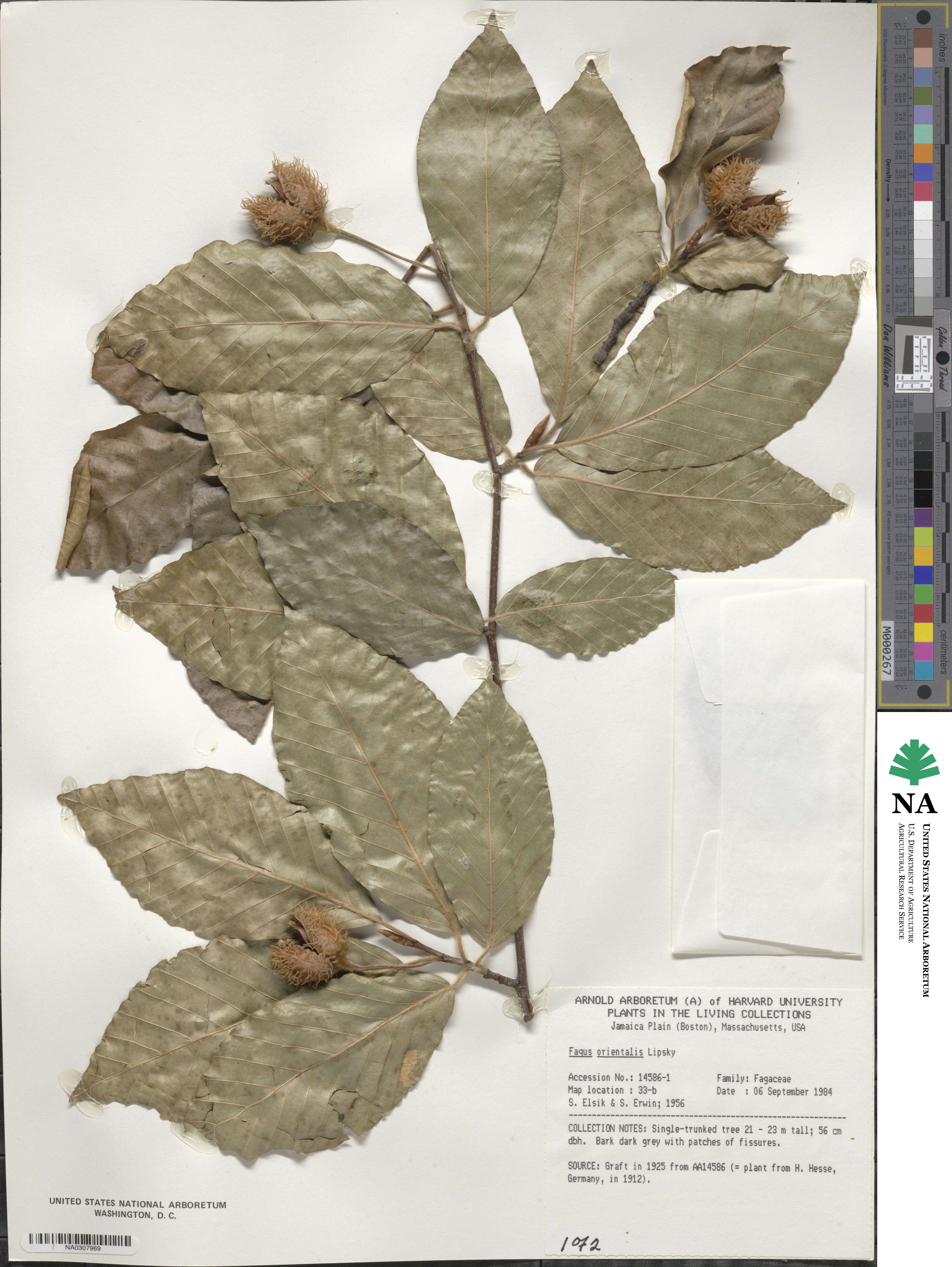 Fagus orientalis image