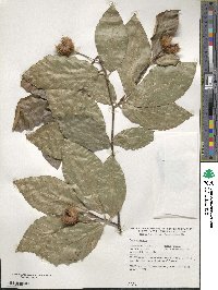 Fagus orientalis image