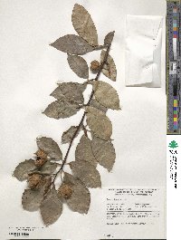 Fagus orientalis image