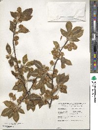 Fagus orientalis image