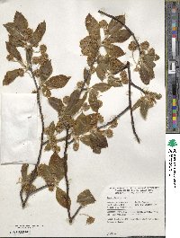 Fagus orientalis image