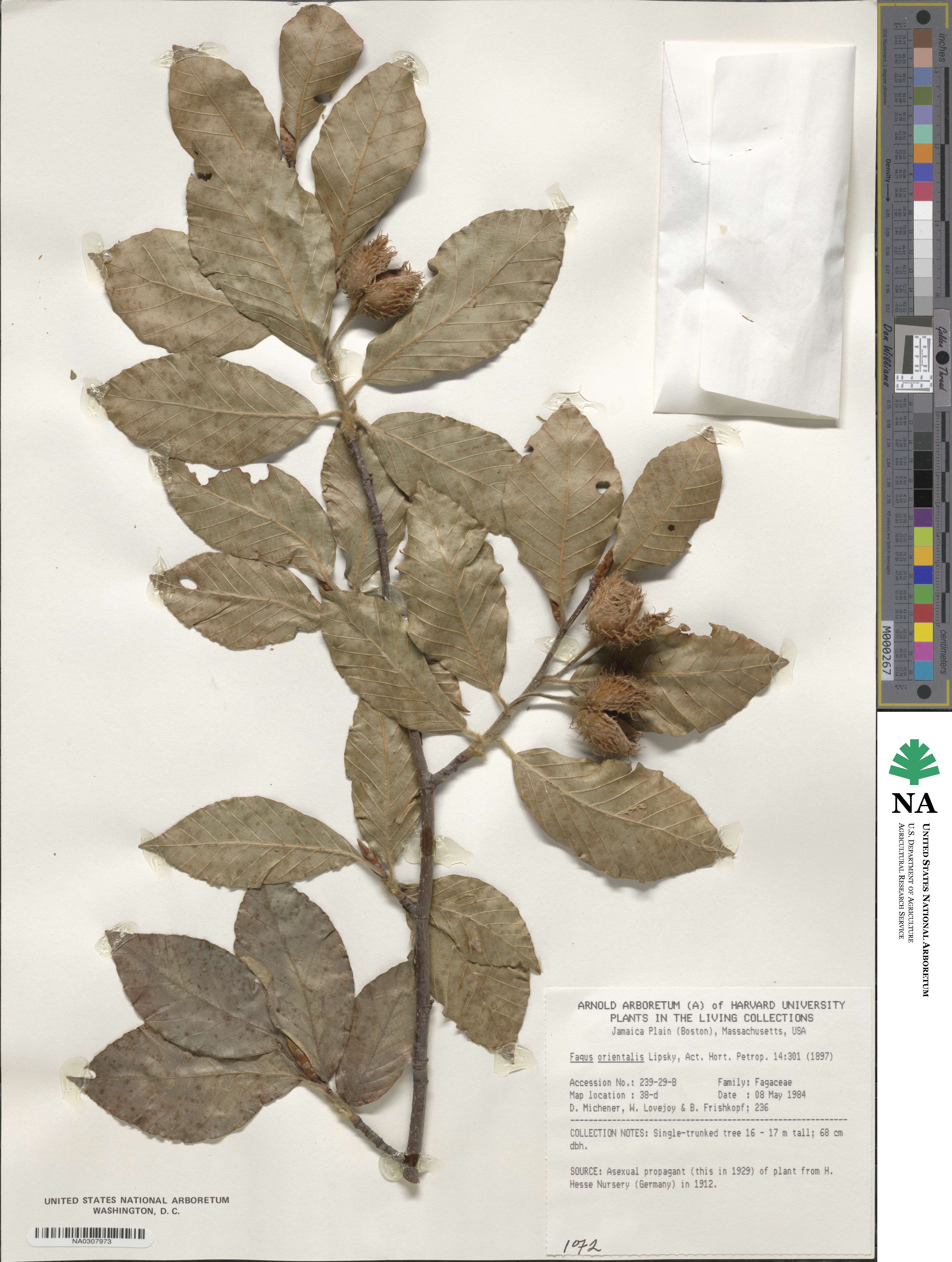 Fagus orientalis image