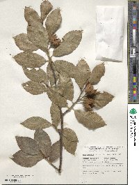 Fagus orientalis image