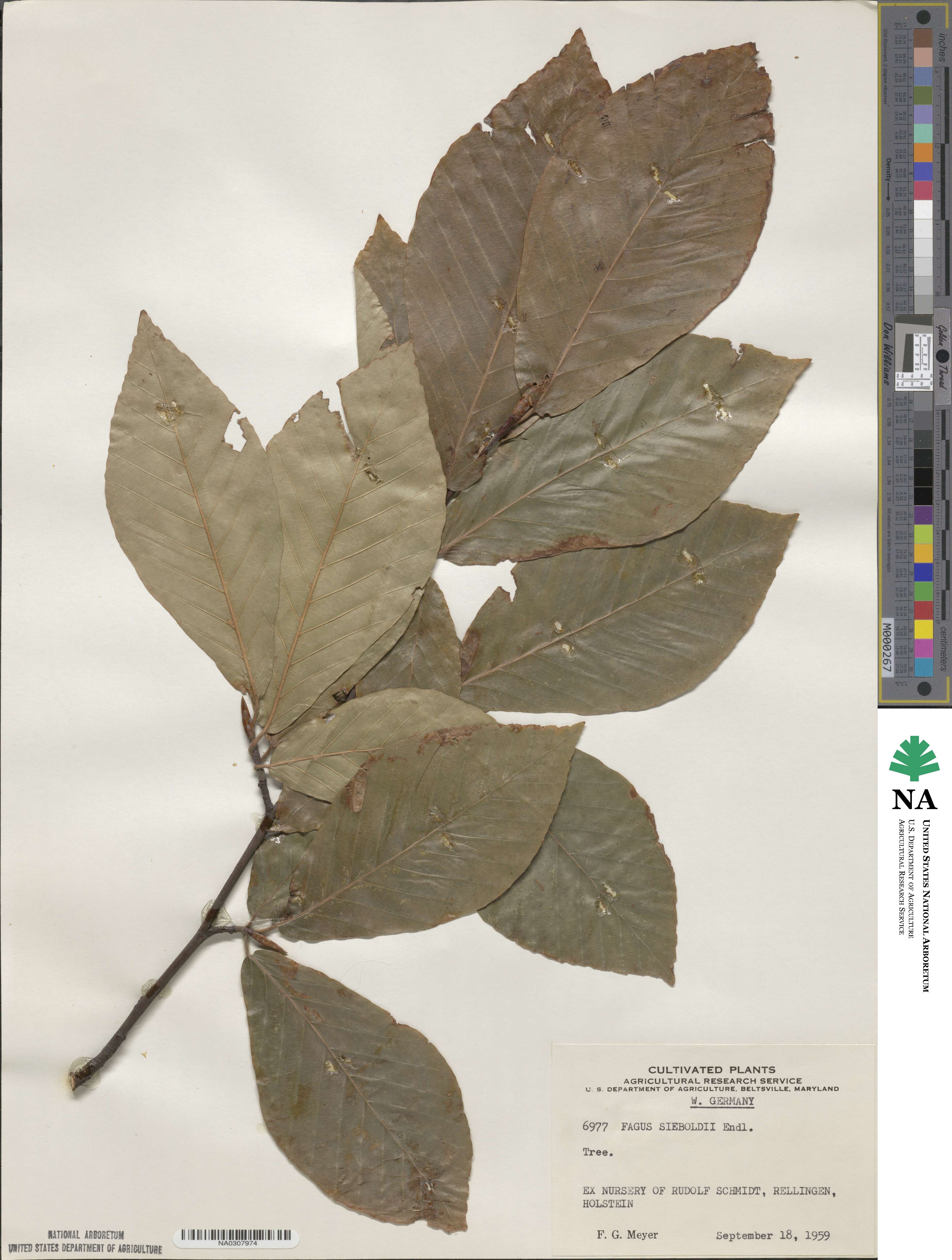 Fagus crenata image