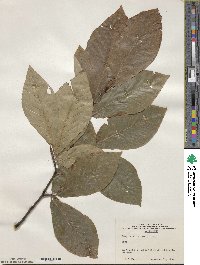 Fagus crenata image