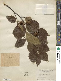 Fagus crenata image