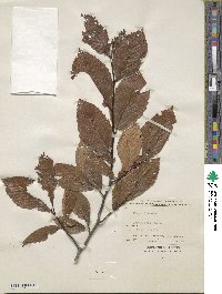 Fagus crenata image