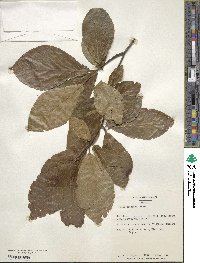 Fagus japonica image