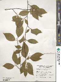 Fagus japonica image