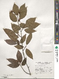 Fagus japonica image