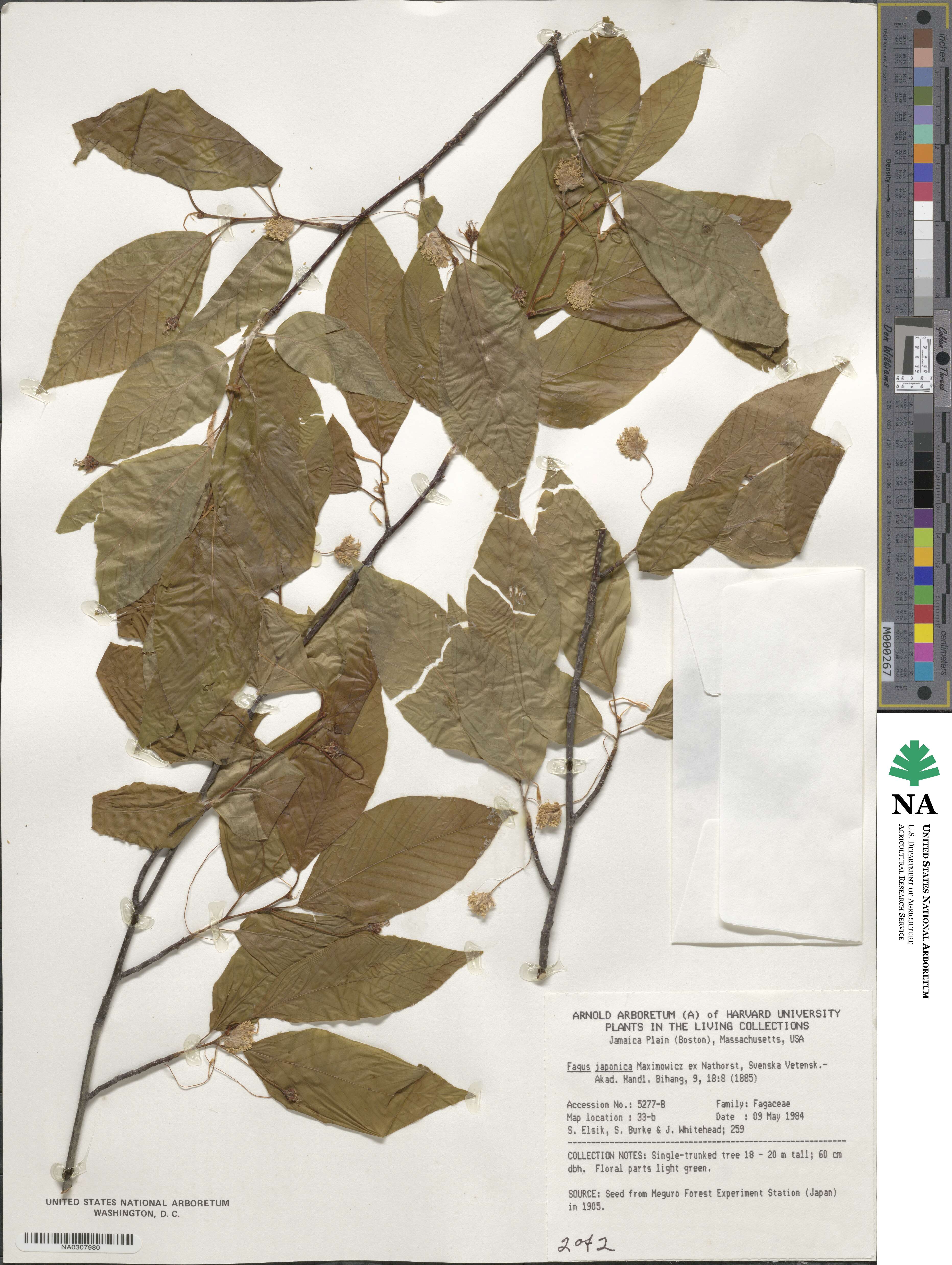 Fagus japonica image