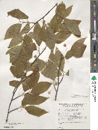 Fagus japonica image