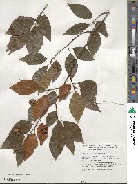 Fagus japonica image