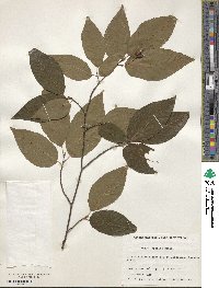 Fagus japonica image