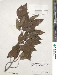 Fagus japonica image