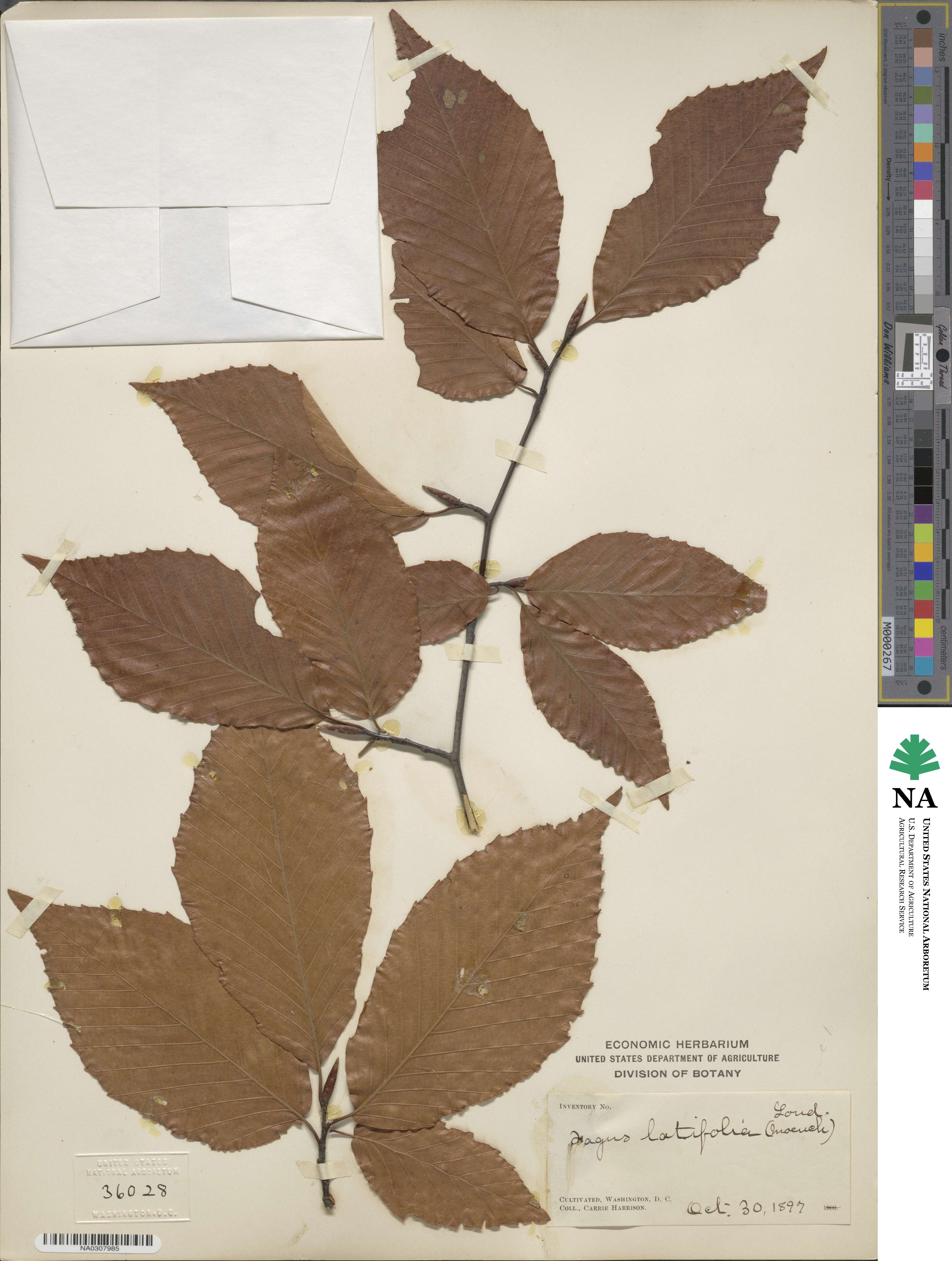 Fagus grandifolia subsp. grandifolia image