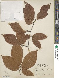 Fagus grandifolia subsp. grandifolia image