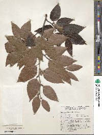 Fagus lucida image