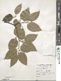 Fagus lucida image