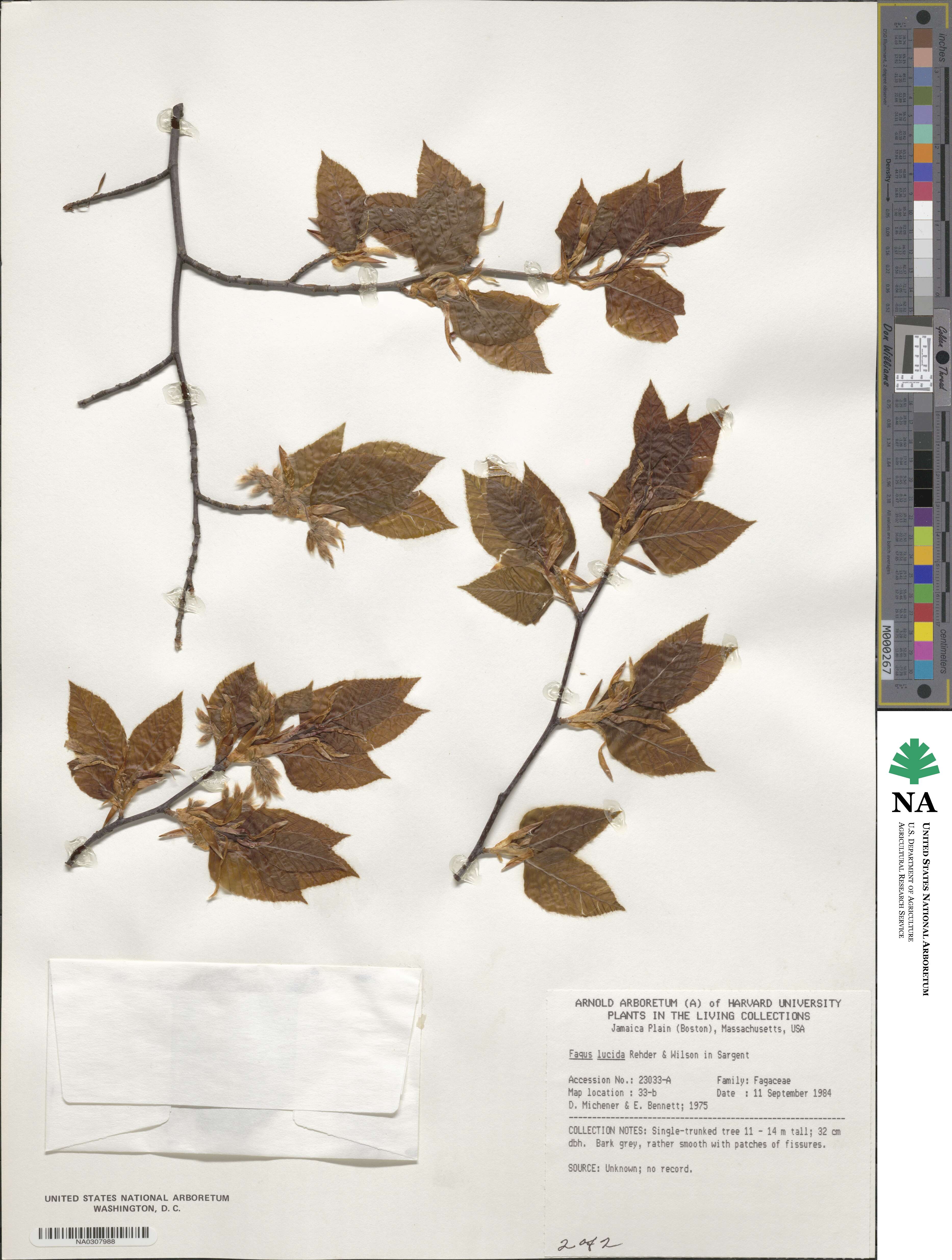 Fagus lucida image