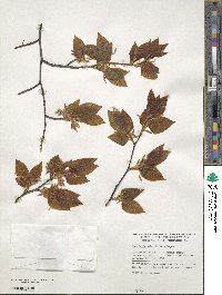 Fagus lucida image