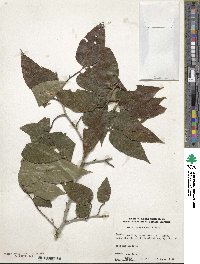 Fagus lucida image