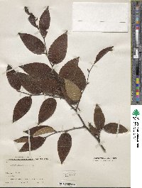 Fagus lucida image