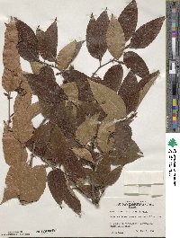 Fagus lucida image