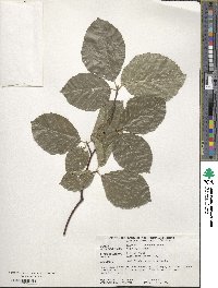 Fagus sylvatica image