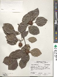 Fagus sylvatica image