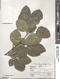 Fagus sylvatica image