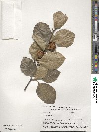 Fagus sylvatica image