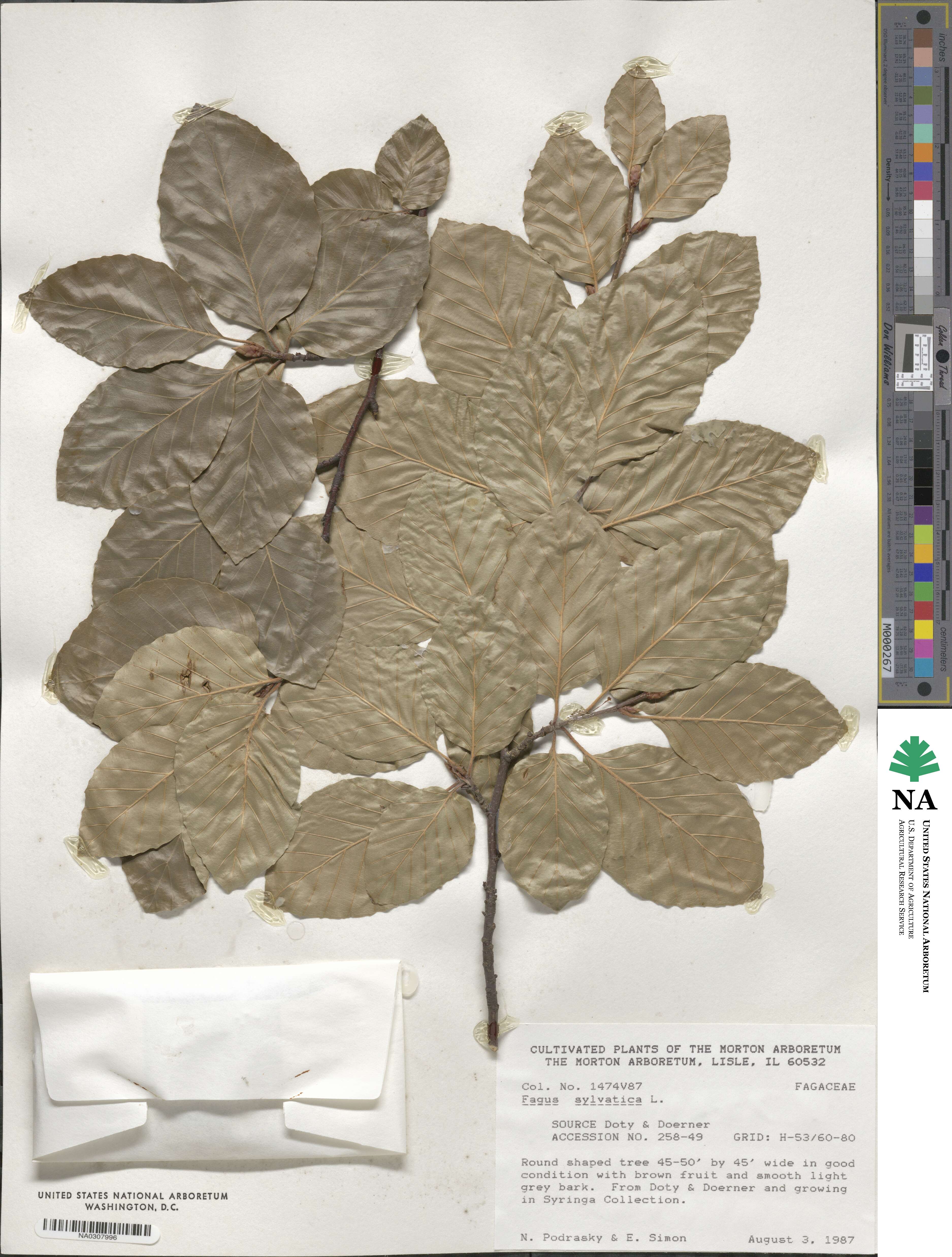 Fagus sylvatica image