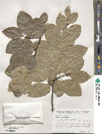 Fagus sylvatica image