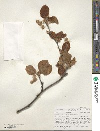 Fagus sylvatica image