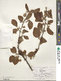 Fagus sylvatica image