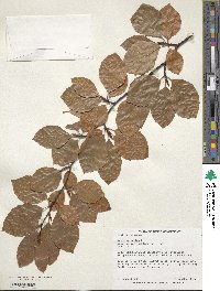 Fagus sylvatica image