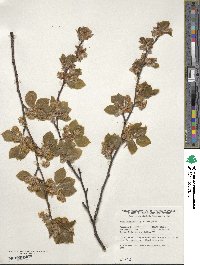 Fagus sylvatica image