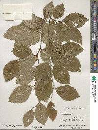 Fagus sylvatica image