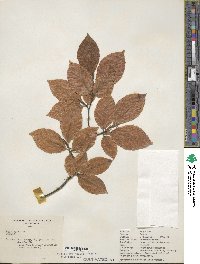 Fagus sylvatica image